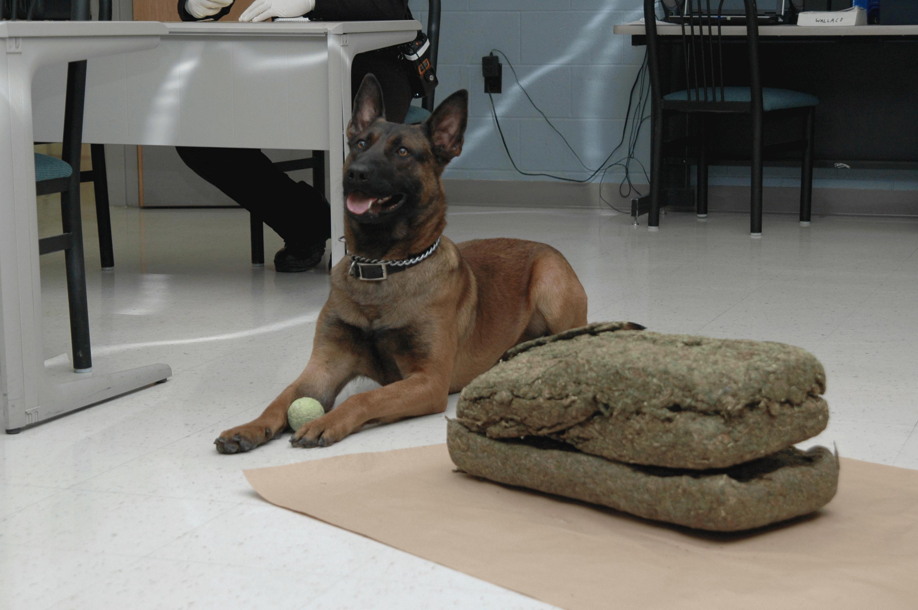 K9 Tico Gallery - LPD K9 Tico and Officer Albert D